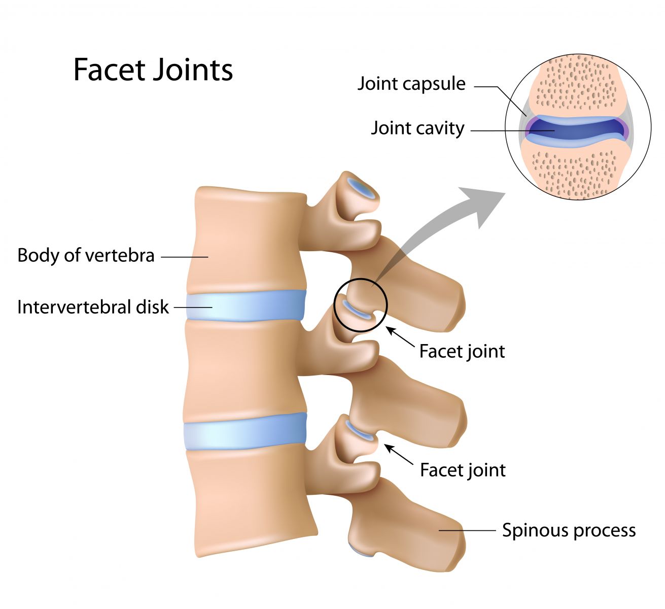 Khớp bề mặt (facet joints)