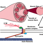 ĐIỀU TRỊ LOẠN DƯỠNG CƠ DUCHENNE